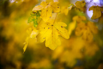close up with the leaves of a tree and blur background, autumn colors.