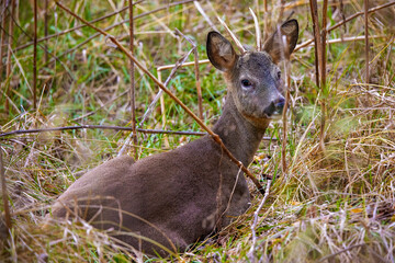 deer at the edge of a forest during autumn