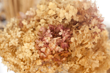 closeup texture of dry hydrangea flowers in neutral colors