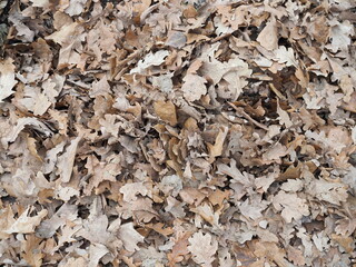 Top view of a layer of fallen oak leaves on the lawn of green grass in the forest.