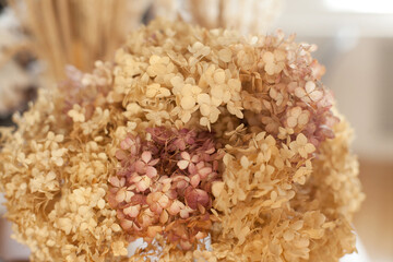 closeup texture of dry hydrangea flowers in neutral colors