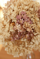 closeup texture of dry hydrangea flowers in neutral colors