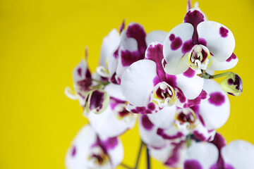 Obraz na płótnie Canvas Garnet and white orchids against yellow background