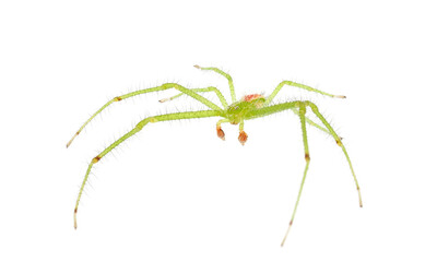 Crab spider isolated on white background, Heriaeus sp.