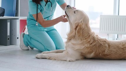 Beautiful woman veterinarian checking teeth of golden retriever dog during examining in clinic. Vet doctor making diagnostic for cute doggy. Animal healtcare hospital with professional pet help