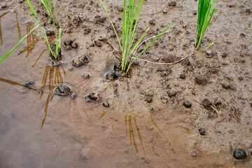 cute snails in the rice fields