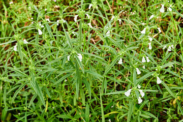 beautiful wild plants growing in the plantation
