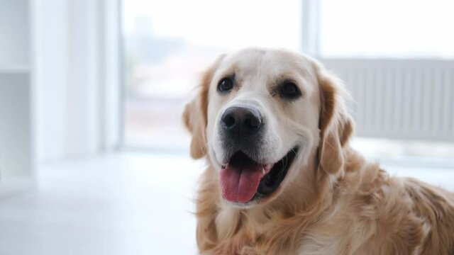 Portrait of beautiful golden retriever dog with kind eyes lying on the floor in the room with daylight. Cute doggy breathing with tonque out and looking at the camera. Funny labrador at home