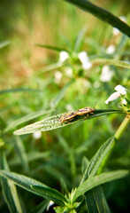 close-up of garden insects, mating
