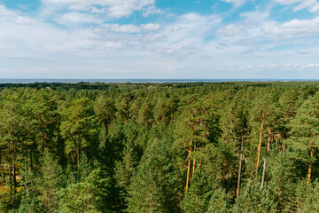 Naklejka premium Aerial view over the forest and swamp. Blue sky with white clouds, beautiful landscape