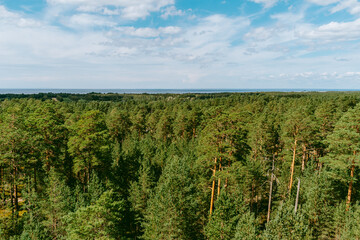 Aerial view over the forest and swamp. Blue sky with white clouds, beautiful landscape