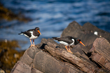 Der Austernfischer ist unüberseh-und hörbar mit seinem schwarz-weissen Gefieder, seinen roten...