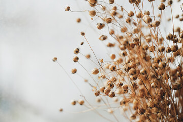 Bunch of dried flax close-up view. Sadness, autumn melancholy, depression concept.