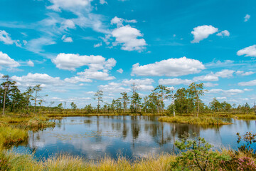 Beautiful swamp with old trees, small ponds and pine trees during a sunny summer day with blue sky and white clouds. Gorgeous landscape photography