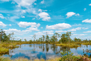 Obraz na płótnie Canvas Beautiful swamp with old trees, small ponds and pine trees during a sunny summer day with blue sky and white clouds. Gorgeous landscape photography