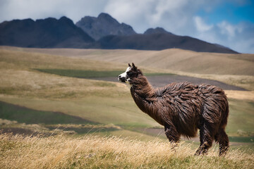 Llama on meadow in the Ecuadorian Andes
