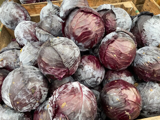Fototapeta na wymiar View on isolated group many fresh harvested whole red cabbage heads (brassica oleracea) in wood box on german farm market in autumn