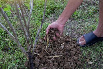 Hand of Farmers is adding manure or dung to the trees in the garden.