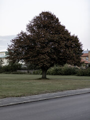 tree in the park