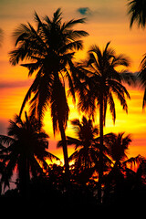 Fototapeta na wymiar Silhouette at sunset in a coconut plantation in Thailand