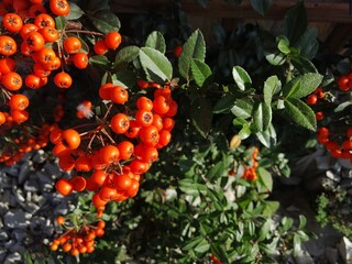 pyracantha berries for the garden and vegetable garden