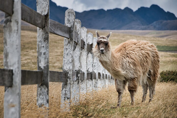 Llama on meadow in the Ecuadorian Andes © Thomas