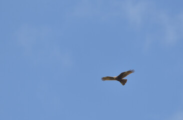 a hawk flying on an endless sky