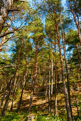 Fototapeta premium Sunshine coming through the trees in an evergreen forest by the Panga cliff in Saaremaa, Estonia