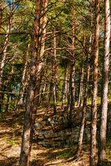 Sunshine coming through the trees in an evergreen forest by the Panga cliff in Saaremaa, Estonia