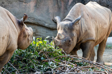 Fototapeta premium [動物]クロサイ（動物園の風景）