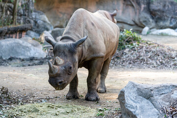 [動物]クロサイ（動物園の風景）