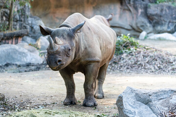 Obraz premium [動物]クロサイ（動物園の風景）