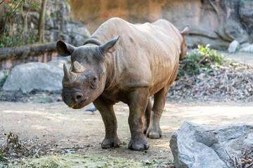 Fototapeta premium [動物]クロサイ（動物園の風景）