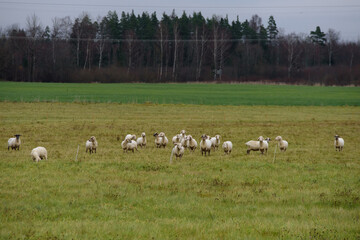 Fototapeta premium white sheep graze in a green field in the meadow in autumn