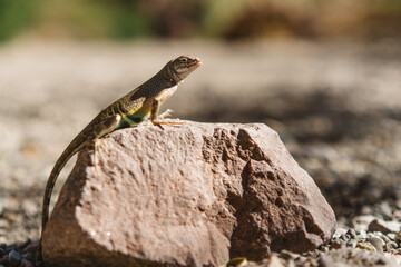 Lizard resting on a rock in the sun at Big Bend National Park