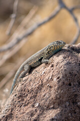 Lizard resting on a rock in the sun at North Mountain, Phoenix, Arizona