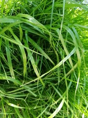 green grass close up from above