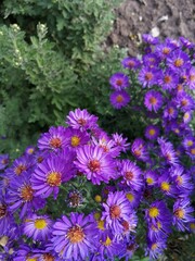 Obraz premium aster shrub bed. garden and vegetable garden, bright purple flowers