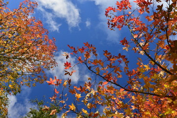 Autumn Maple tree, Jersey, U.K. Sunny colourful tree canopy.