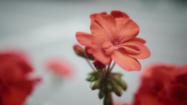 Close up of beautiful red geraniums flower. Slow motion. 