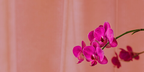 Purple orchid flower phalaenopsis. Blooming butterfly orchids. Copy space. Floral banner. Color trend 2021 2022.