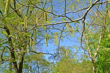 Common hop (Ostrya carpinifolia Scop). Male earrings against the sky