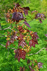 Leaves and flowers of spiky maple, variety Crimson King (Acer platanoides L.)