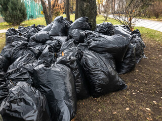 plastic bags filled with fallen leaves. Moscow, Russia
