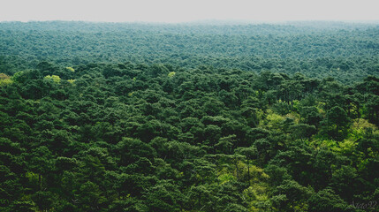 Fototapeta na wymiar Paisaje con un bosque muy frondoso.
