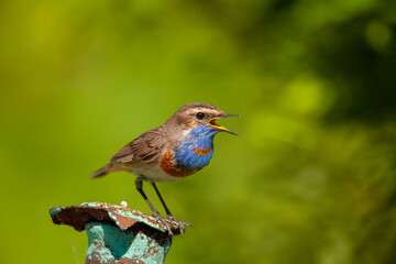 Bluethroat. Birds of Central Russia