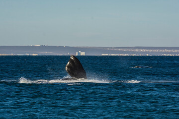 Fototapeta premium Whale with the city of Puerto Madryn in the background, Patagonia, Argentina