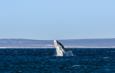 Fototapeta premium Whale calf jumping, Peninsula valdes,Patagonia,Argentina.