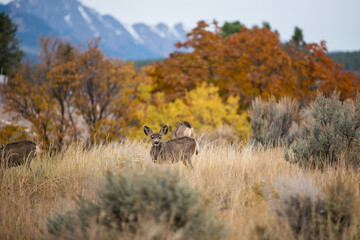 deer in the forest