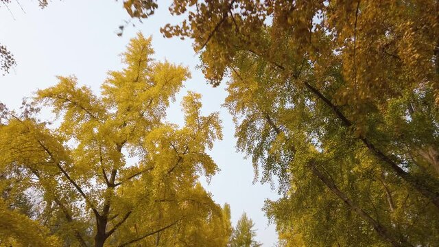 Walking among ginkgo trees in Autumn, Beijing, China. Gimbal shot. 